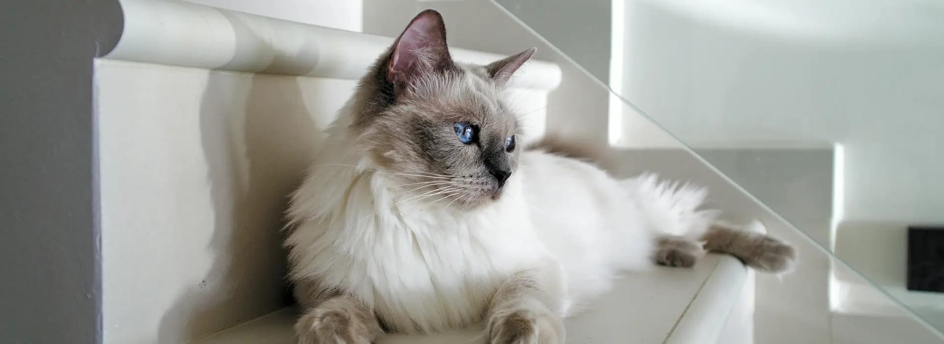 Ragdoll