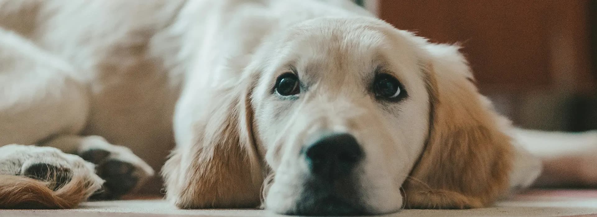 Zlatý retríver