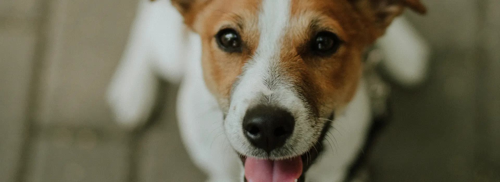 Jack Russell teriér