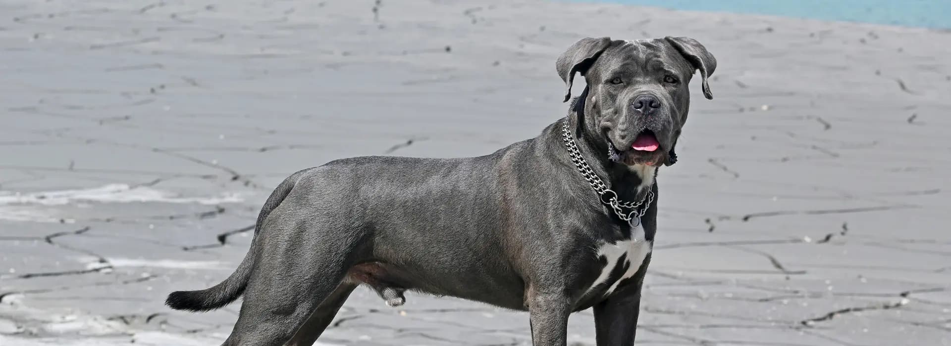 Cane Corso