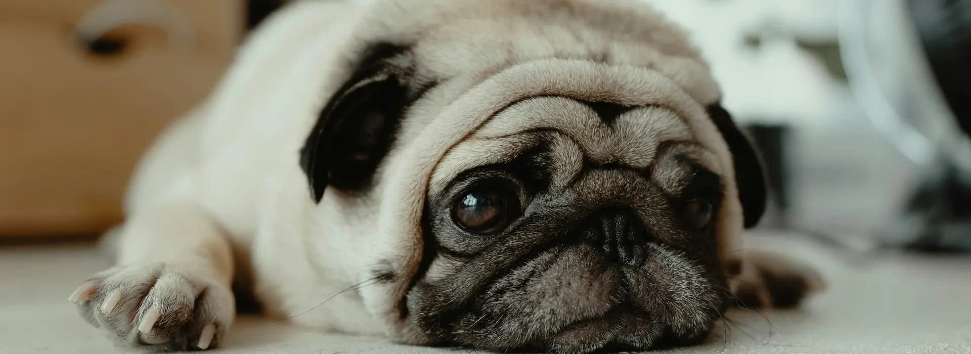 Mops