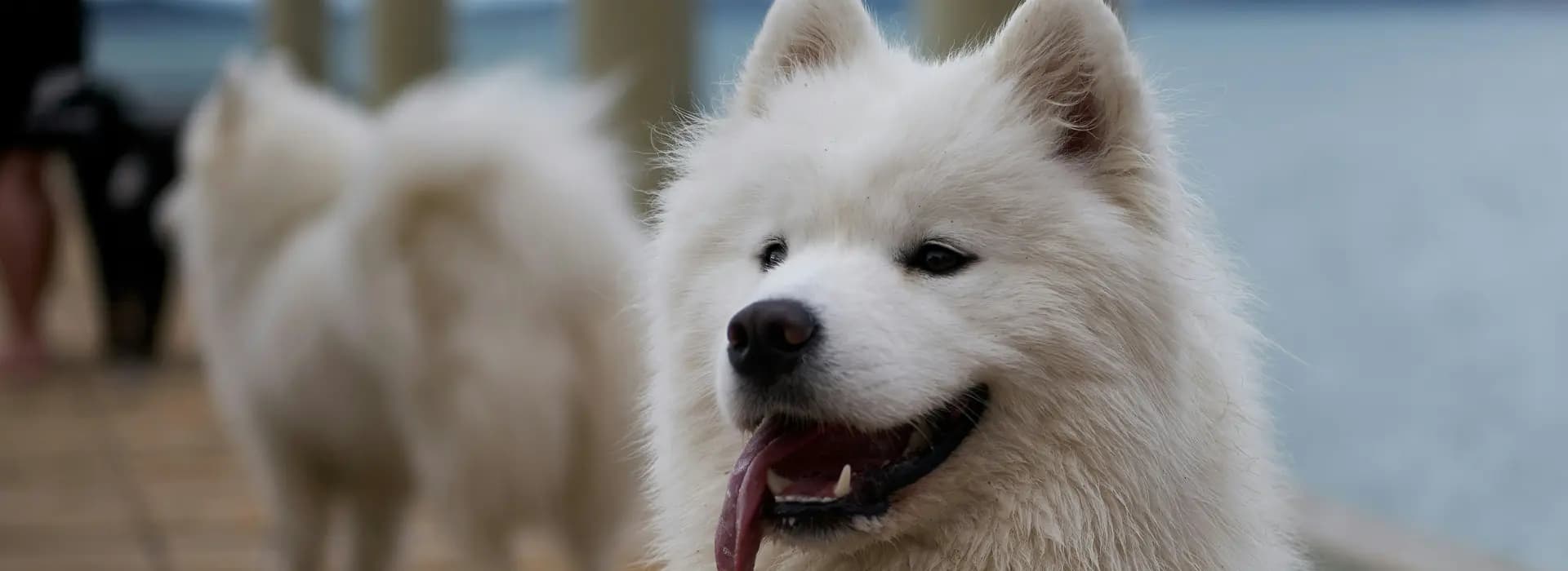 Samojed