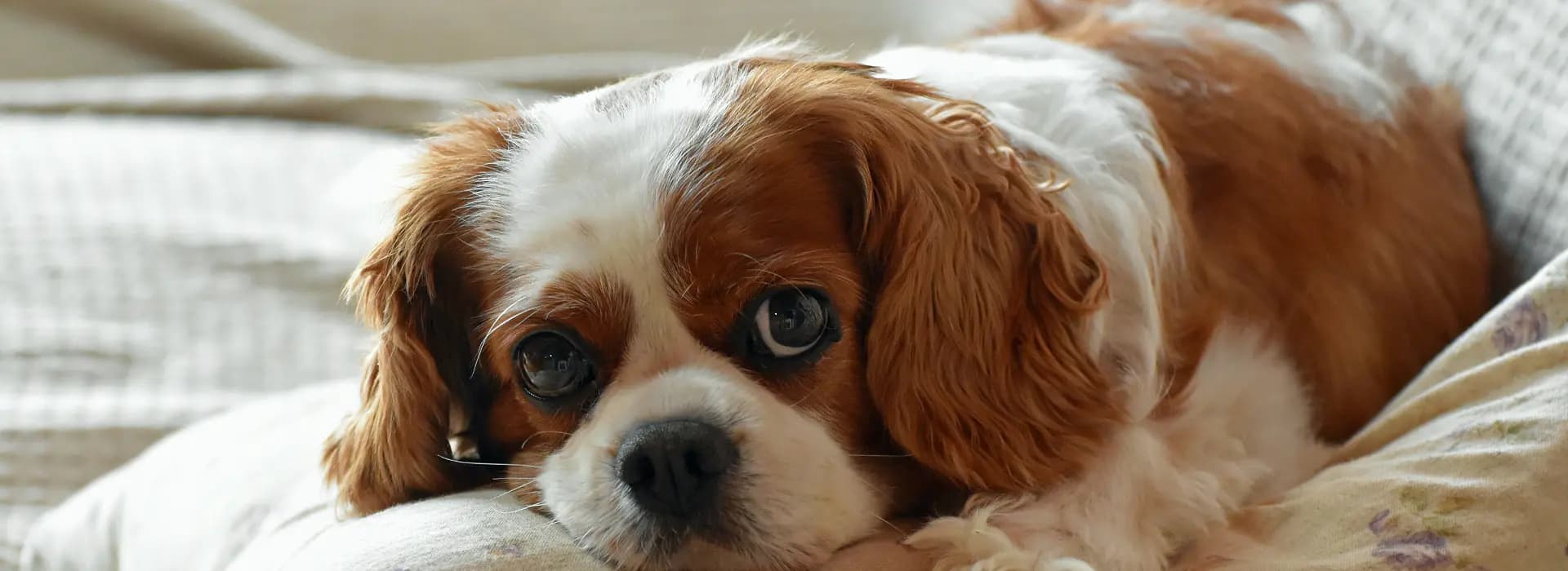 Cavalier King Charles španiel