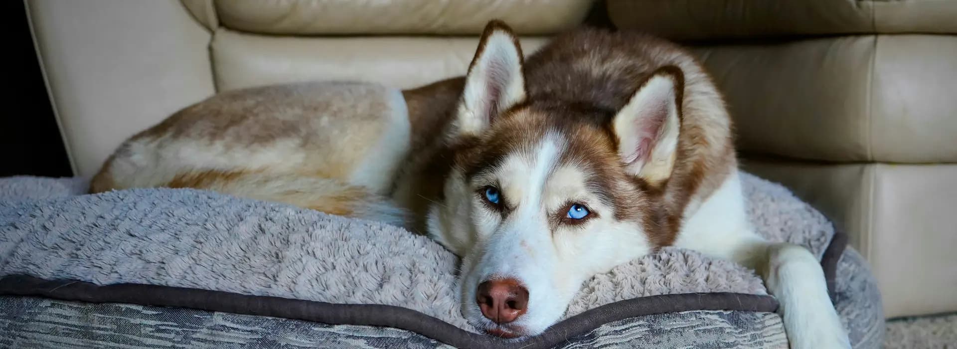 Sibírsky husky