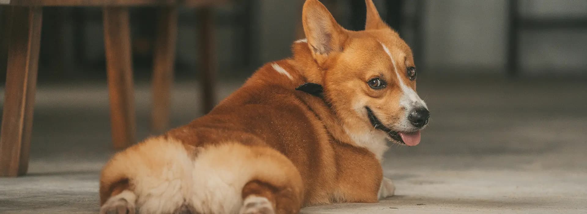 Welsh Corgi Pembroke