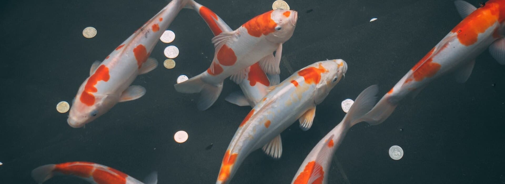 Akvaristické potreby