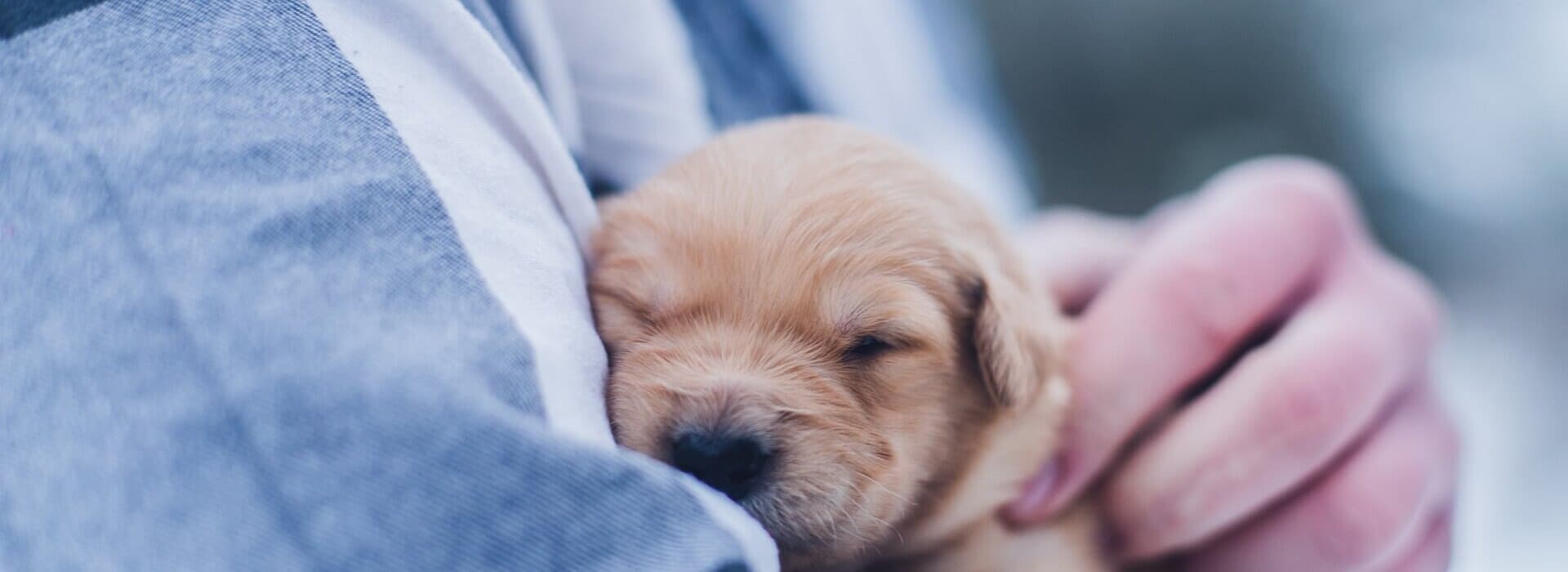 Služby pre zvieratá