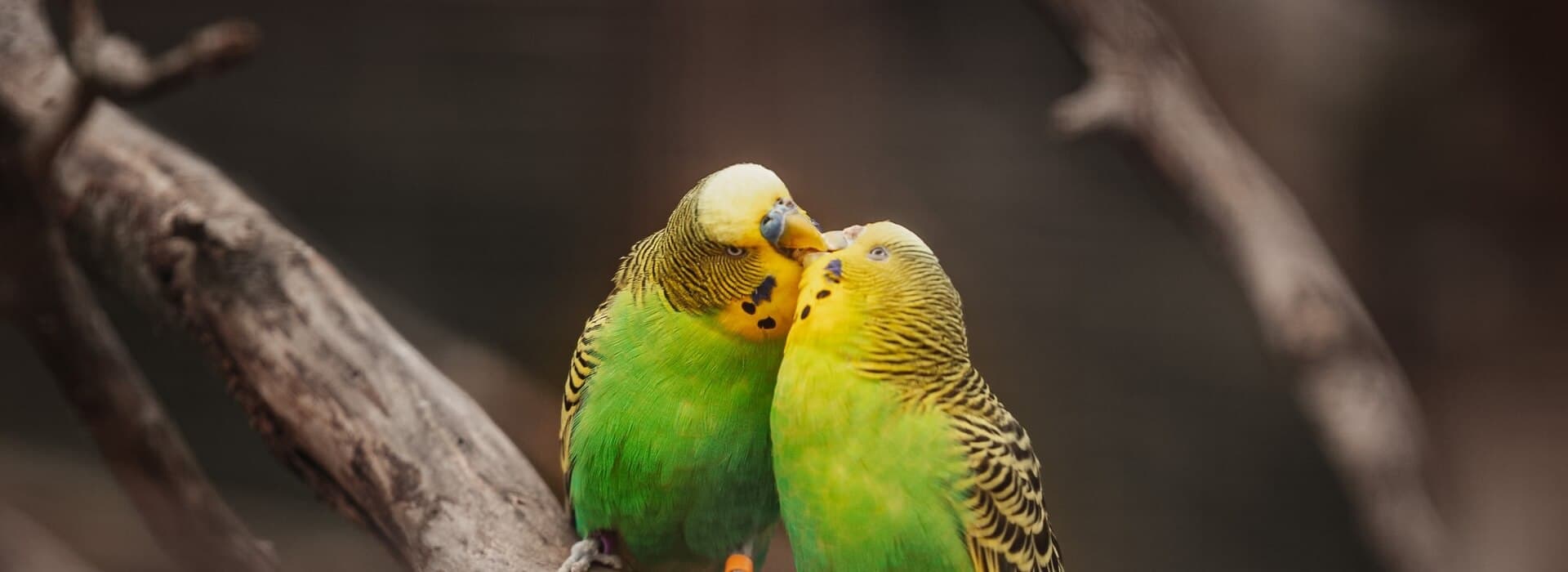 Potreby pre vtáctvo