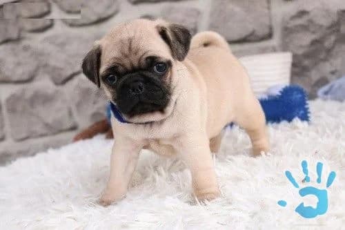 mops-bezove-steniatka-fenocky-a-muz