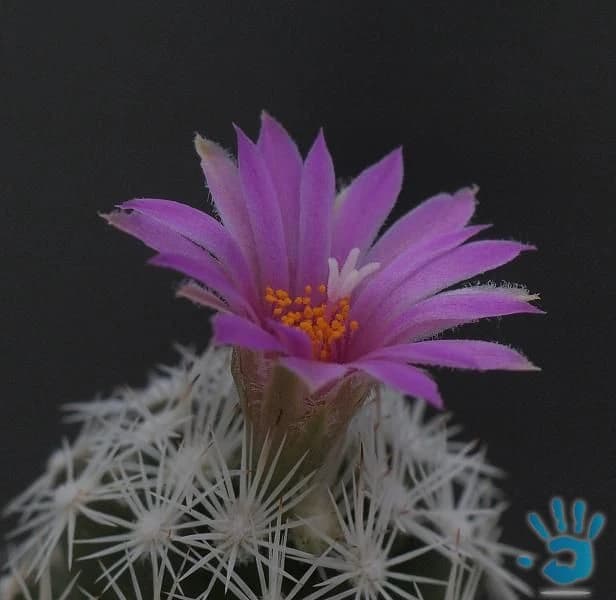kaktus-escobaria-grata-semena