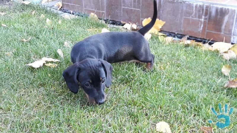 predam-hladkosrsteho-trpaslicieho-jazvecika