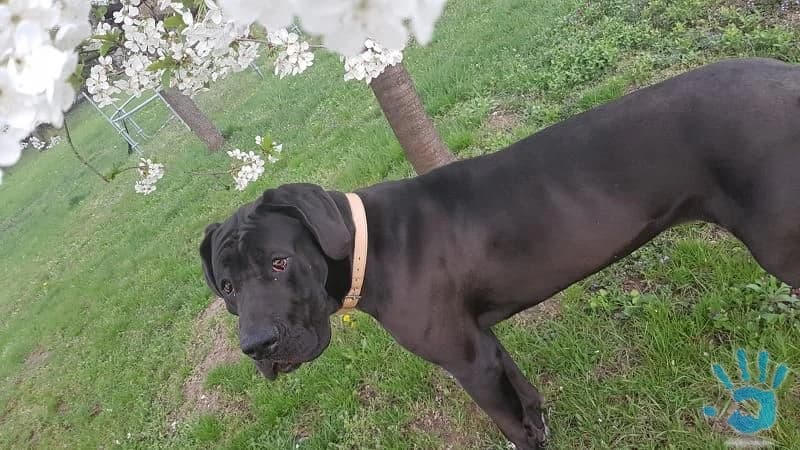nemecka-doga