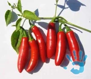 chilli-papricka-serano-tampiqueno-semena