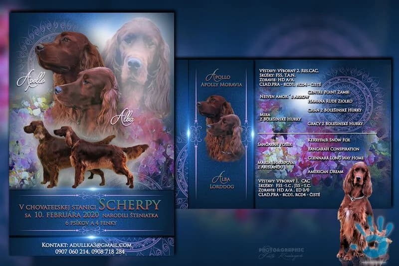 irsky-seter-steniatka