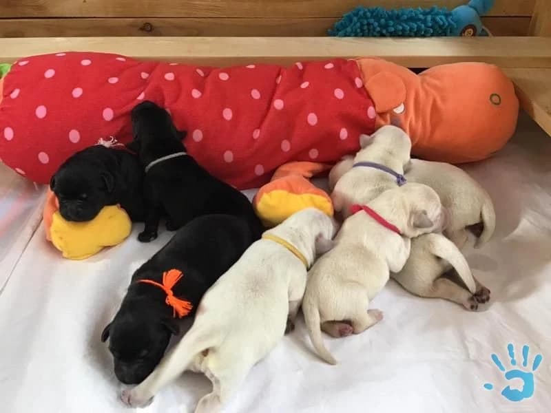 stenatka-labradorskeho-retrivra