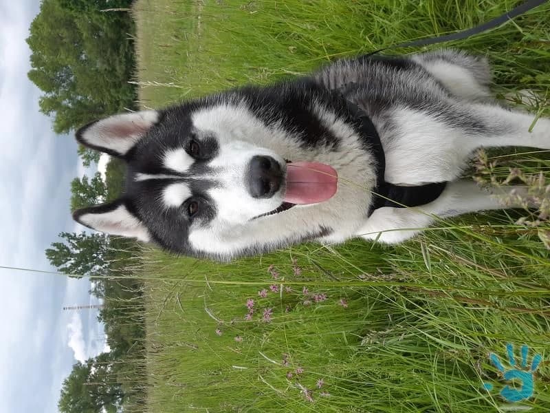 sibirsky-husky