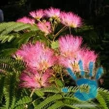 albizia