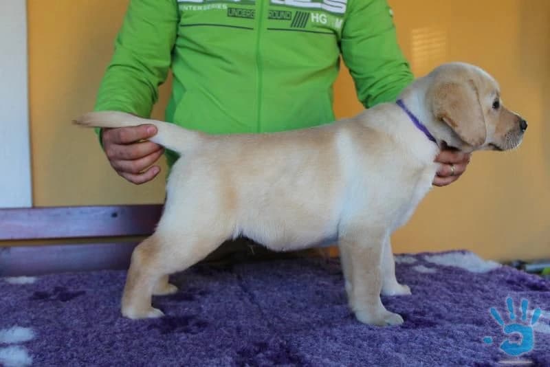 labrador-steniatka-s-preukazom-povodu-s-pp