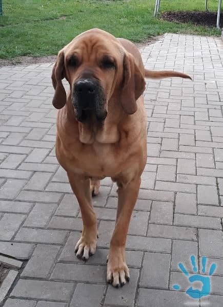 brazilska-fila-fila-brasileiro-chovny-pes-s-pp-ke-kryti
