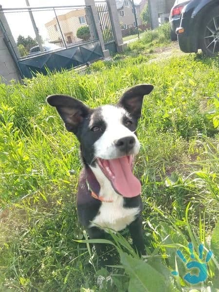 4-mesacna-fenka-roxy