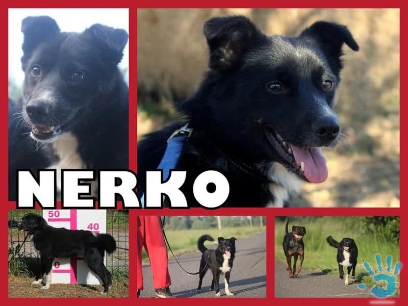 nerko-hlada-domov