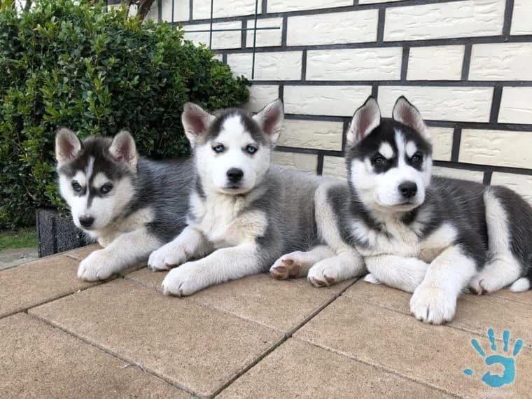 sibirsky-husky-steniatka-na-predaj
