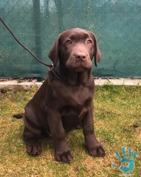 labradorsky-retriever-s-pp