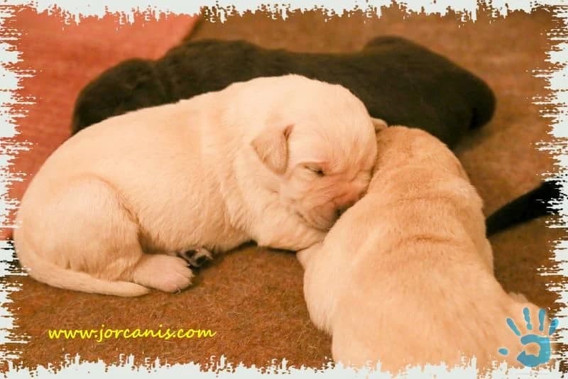 labradorsky-retriever