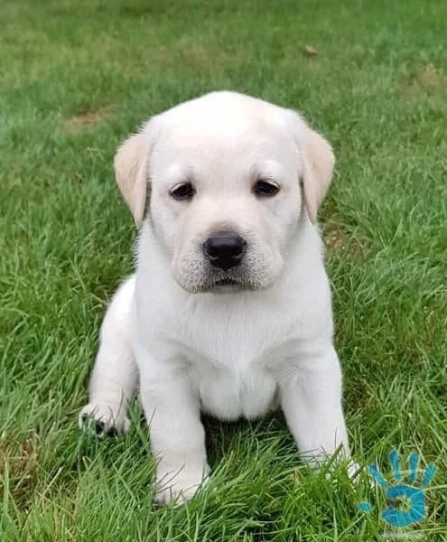 stenatka-labradorskeho-retrivra-s-pp