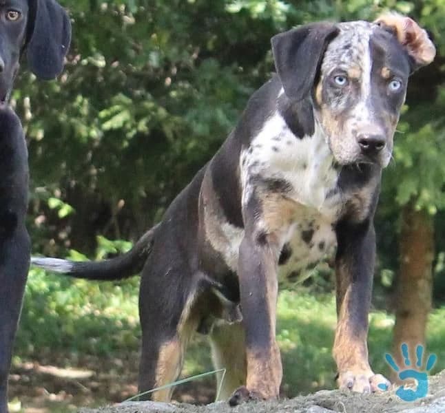 louisiansky-leopardi-pes-steniatka-s-pp