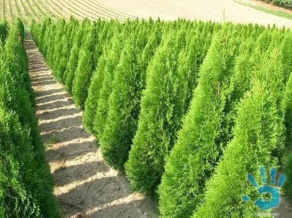 thuja-smaragd