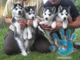 stenata-sibirskeho-husky