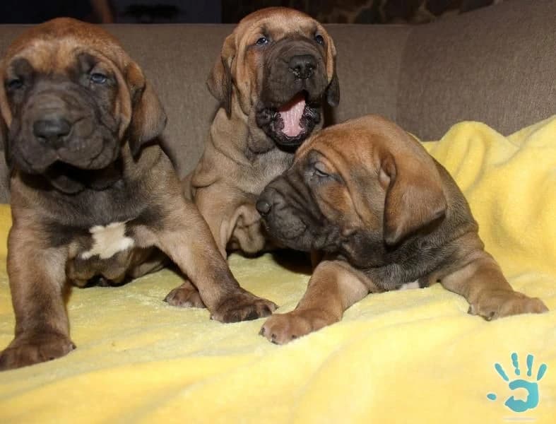 fila-brasileiro