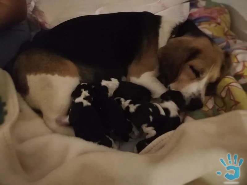 predame-steniatka-bigla