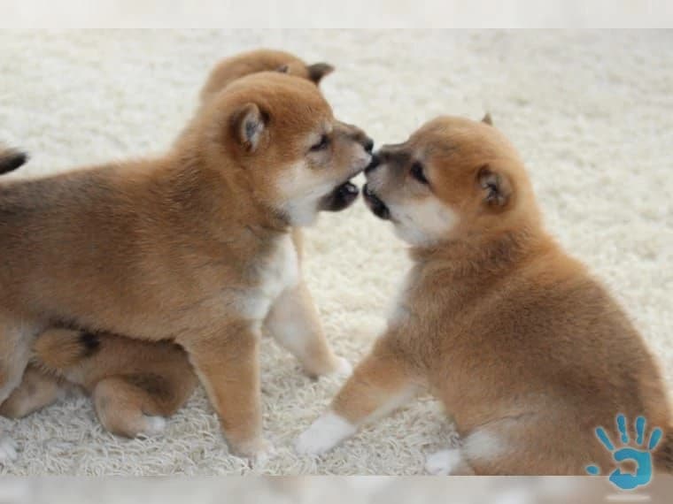 predam-krasne-steniatka-shiba-inu