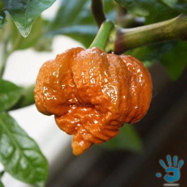 Chilli Trinidad Moruga Scorpion Caramel - semena - 1