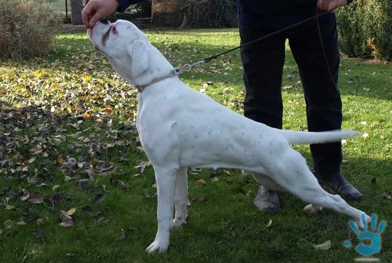 nemecky-boxer-stenata-s-pp