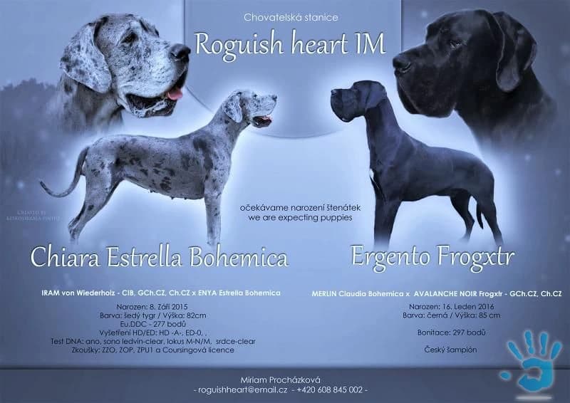 stenata-nemecke-dogy