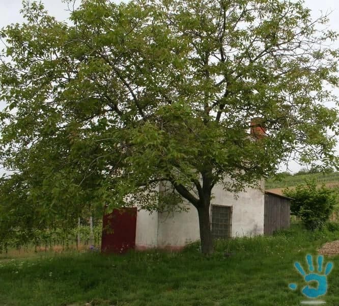 obrabany-vinohrad-3600-m2-s-murovanou-chatou