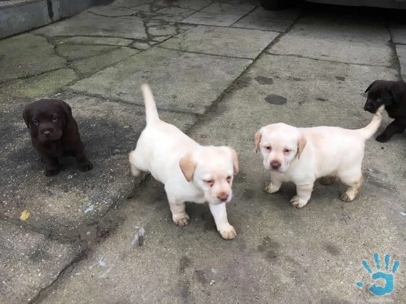 labrador-steniatka-bez-pp