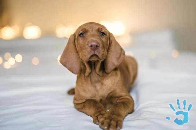 stenata-madarsky-ohar-vizsla