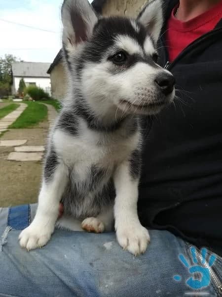 predaj-sibirsky-husky