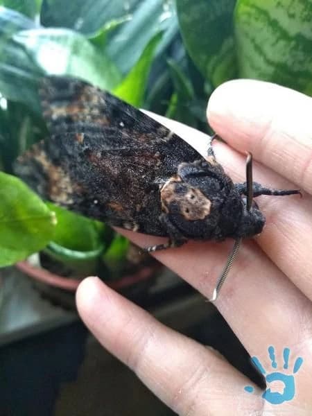 acherontia-atropos