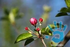 odborny-rez-a-strihanie-ovocnych-stromov