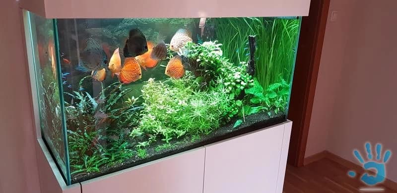 akvarijne-rastlinky