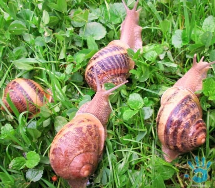 slimak-africky-helix-aspersa-maxima