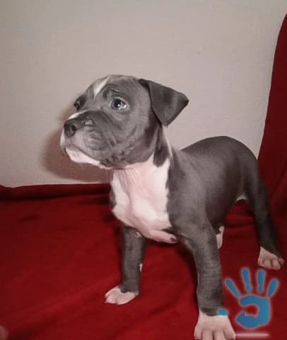 steniatka-americkeho-stafforda