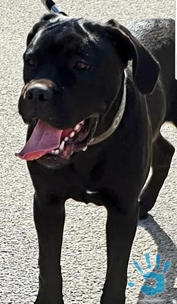 cane-corso