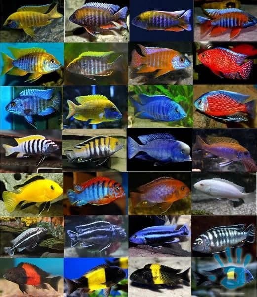 africke-cichlidy-malawi-tanganyika