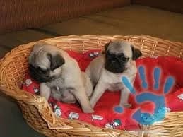 mops-bezove-steniatka-fenocky